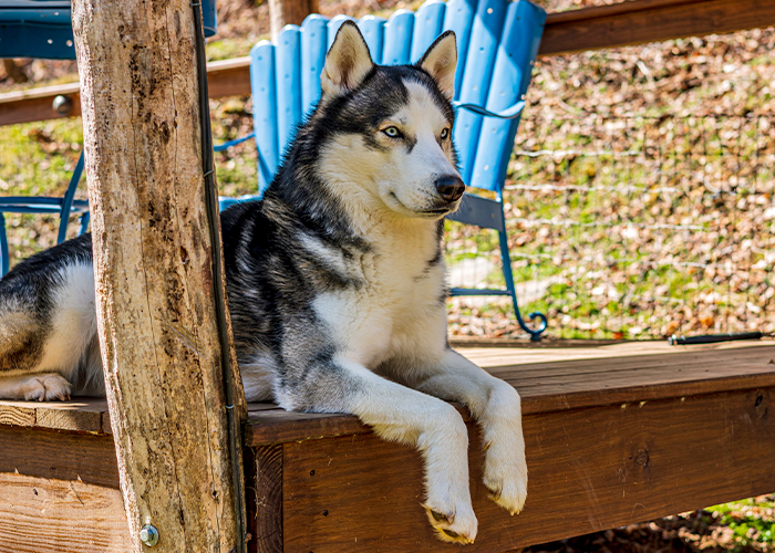 Pet Summer Safety - Dog laying in the shade