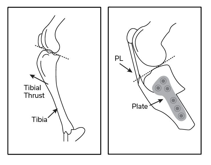 TPLO Surgery - TPLO Diagram