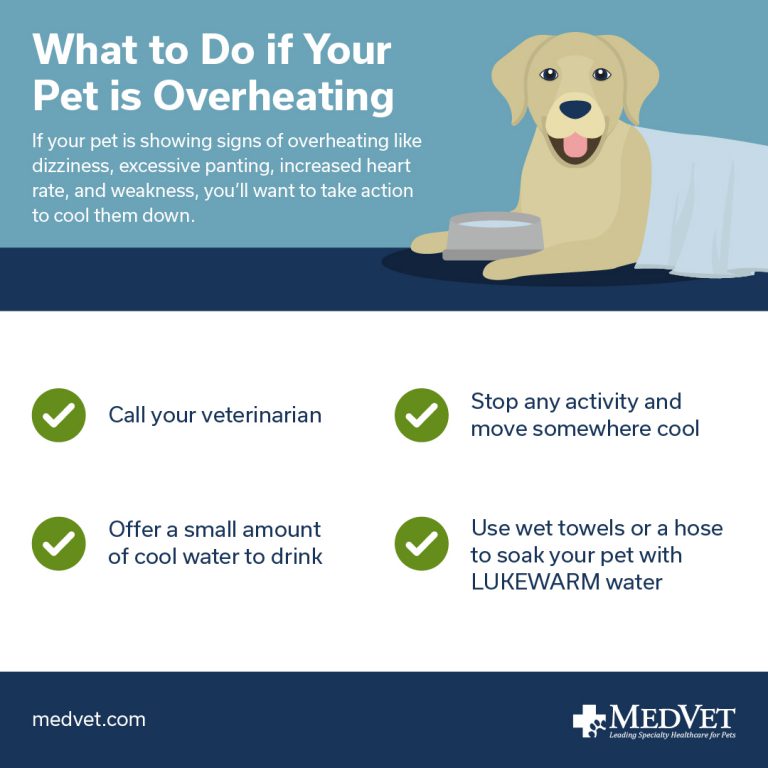 What to do if your pet is overheating