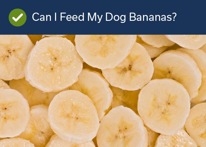 Fruits Your Dog Can Eat -Bananas