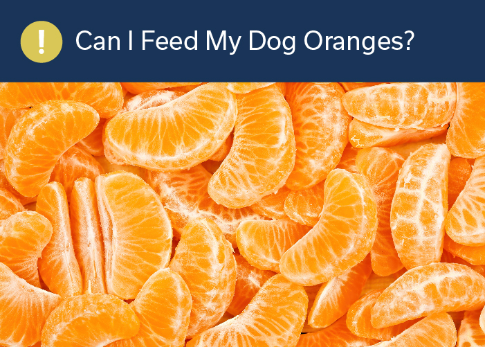 Can I Feed My Dog Oranges