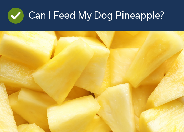 Fruits Your Dog Can Eat - Pineapple