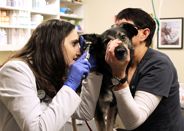 Dr. Schwartz examining a dog