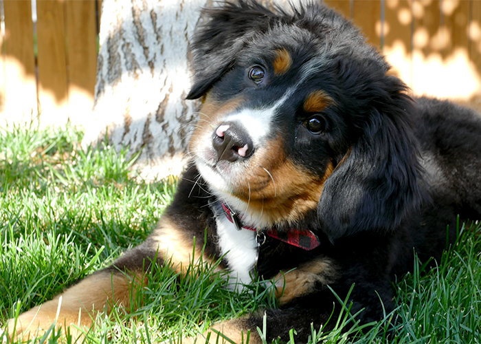 Puppy Care 101-Puppy laying in the grass