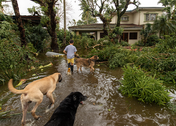 Disaster Preparation and Your Pet - Storm Damage