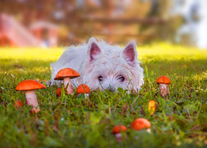 Pet Fall Safety - Dog by mushrooms