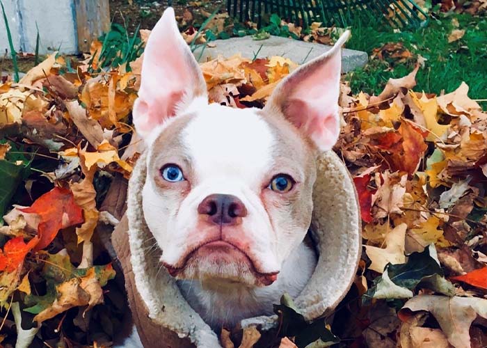 Pet Fall Safety - Dog in a pile of leaves