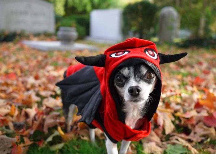 Pet Fall Safety - Dog in costume