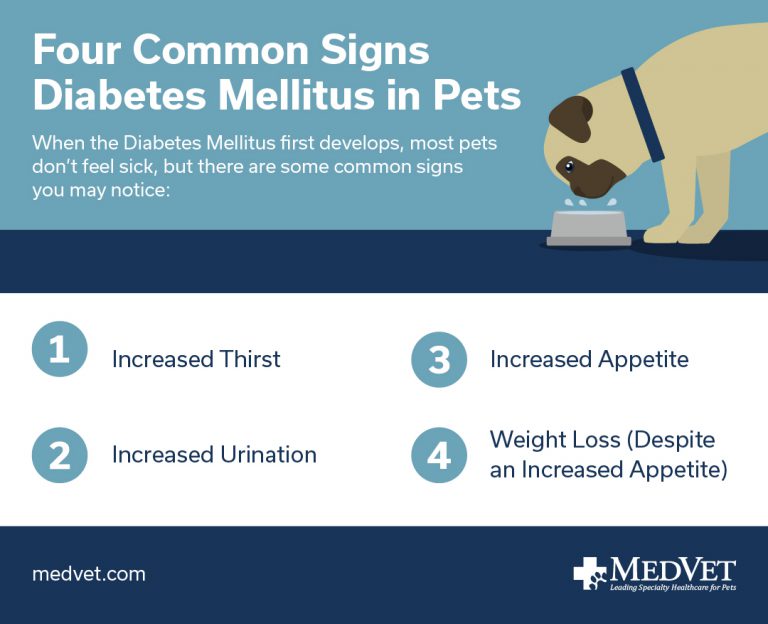 Diabetes Mellitus in Dogs and Cats - Signs, Diagnosis, and Treatment - Four Common Signs