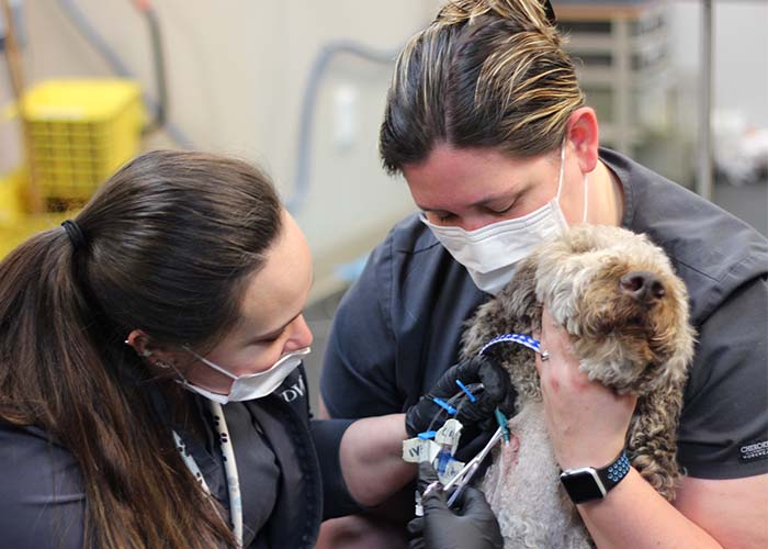 Murphy's Miracle - Mushrooms and Pets_MedVet team members caring for Murphy