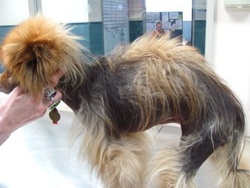 Dog with Alopecia X