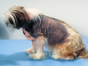 Dog with Canine Atopic Dermatitis