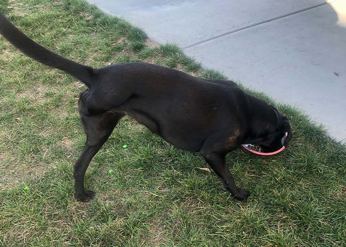 Pet Amputation - Dog with amputated leg getting a drink of water