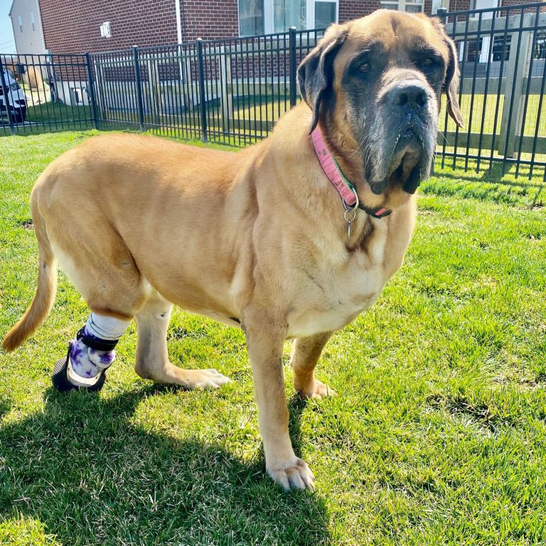 Pet Amputation - Mastiff with prosthetic leg