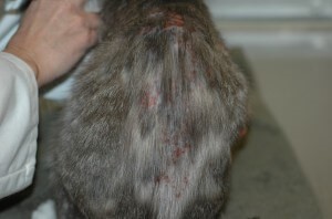 cat with miliary dermatitis