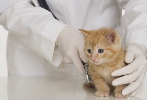 Cat at dermatology visit