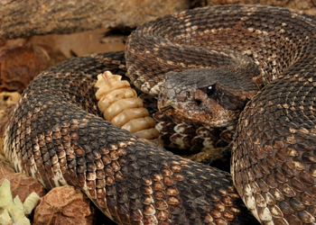 rattlesnake