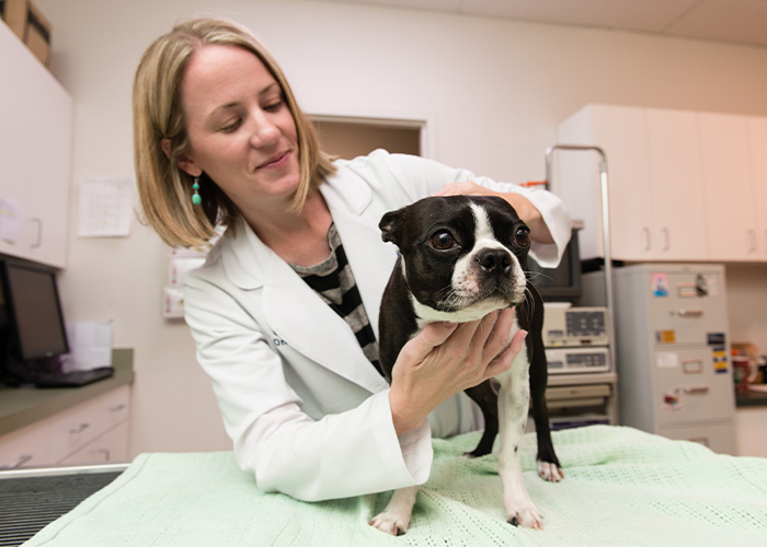 Your Pet Was Diagnosed with Cancer – Now What?