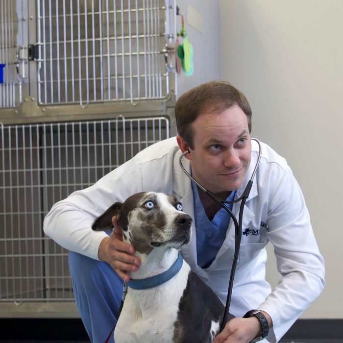 Dr. Alan Ralph caring for a dog in the emergency room