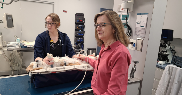 Dr. Sybille Miller, Internal Medicine Specialist, caring for a dog.